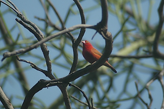 Red-Billed Firefinch.JPG